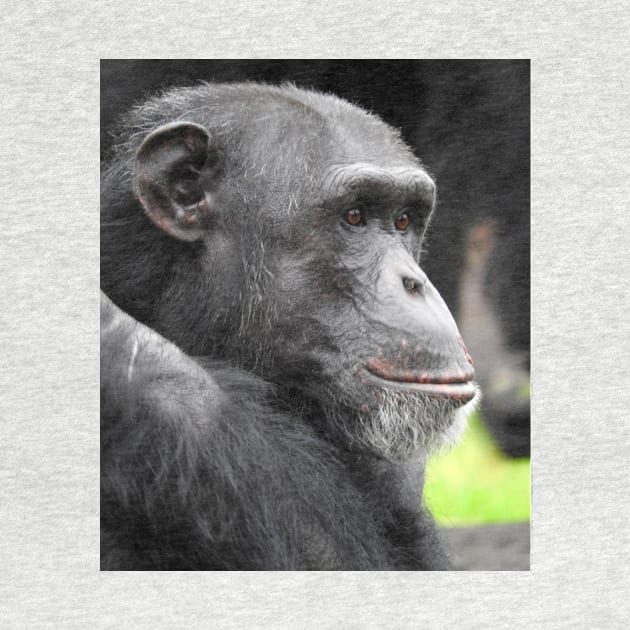 Chimpanzee by kirstybush